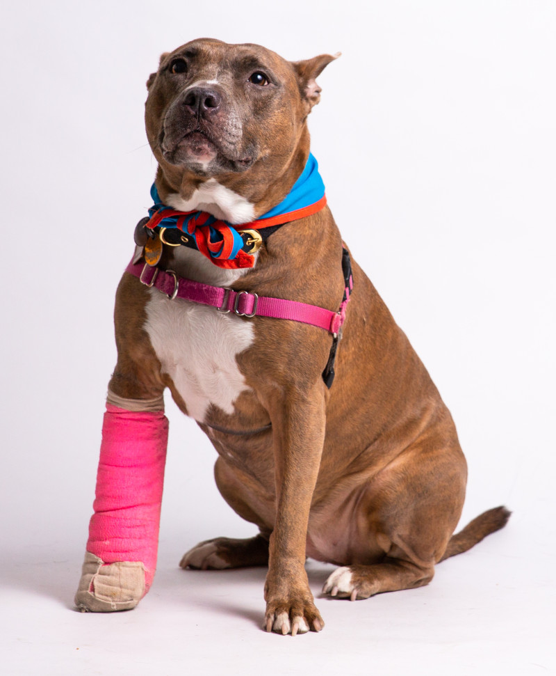 cast-dog