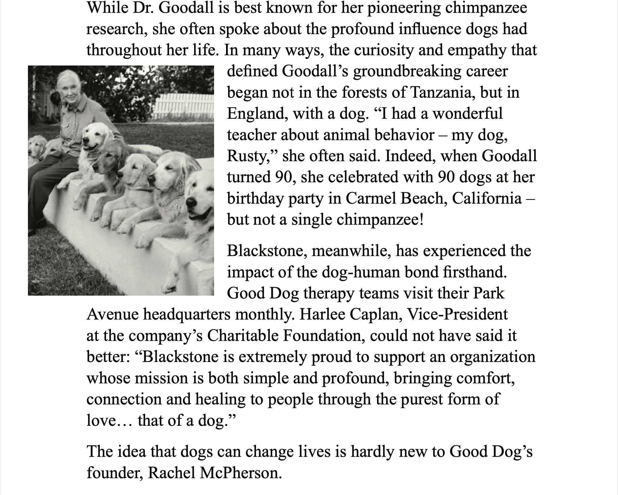 White background with three paragraphs. On left is a black and white photo of a white woman with white hair sitting and sitting with seven dogs, each laying down. Text “While Dr. Goodall is best known for her pioneering chimpanzee research, she often spoke about the profound influence dogs had throughout her life. In many ways, the curiosity and empathy that defined Goodall's groundbreaking career began not in the forests of Tanzania, but in England, with a dog. "I had a wonderful teacher about animal behavior - my dog, Rusty," she often said. Indeed, when Goodall turned 90, she celebrated with 90 dogs at her birthday party in Carmel Beach, California - but not a single chimpanzee! Blackstone, meanwhile, has experienced the impact of the dog-human bond firsthand. Good Dog therapy teams visit their Park Avenue headquarters monthly. Harlee Caplan, Vice-President at the company's Charitable Foundation, could not have said it better: Blackstone is extremely proud to support an organization whose mission is both simple and profound, bringing comfort, connection and healing to people through the purest form of love... that of a dog." The idea that dogs can change lives is hardly new to Good Dog's founder, Rachel McPherson.” 